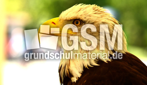 Weißkopf-Seeadler (05).jpg